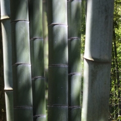 Big bamboo