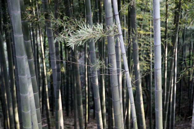 chaumes de bamboos