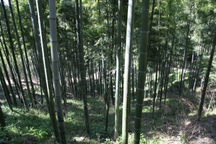 des bamboos