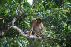 macaque 2